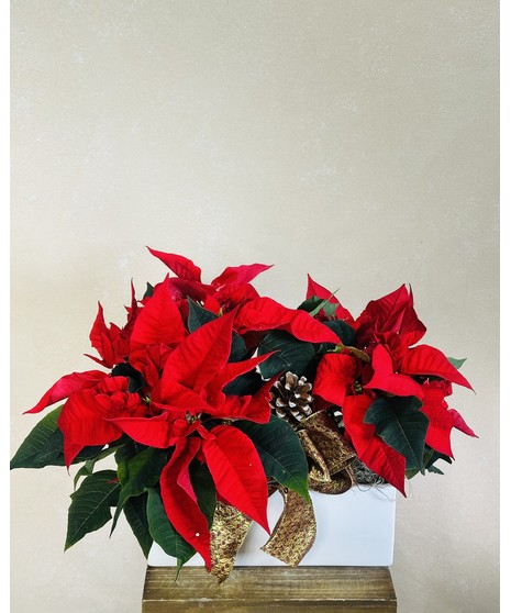 Poinsettia Planter
