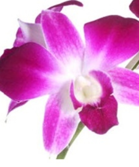 Dendrobium Orchid Boutonniere