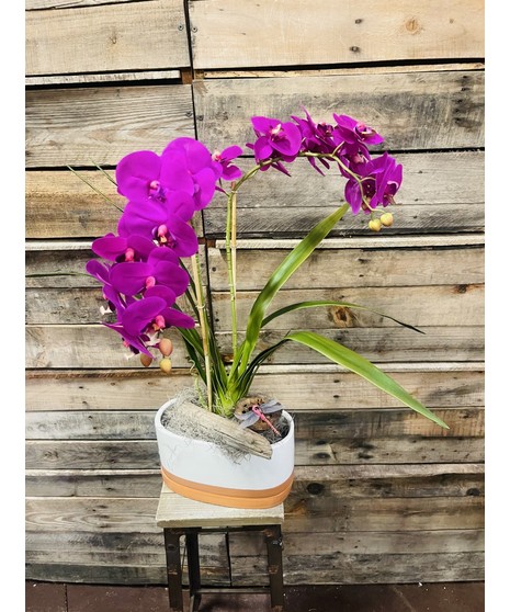 silk orchid plant