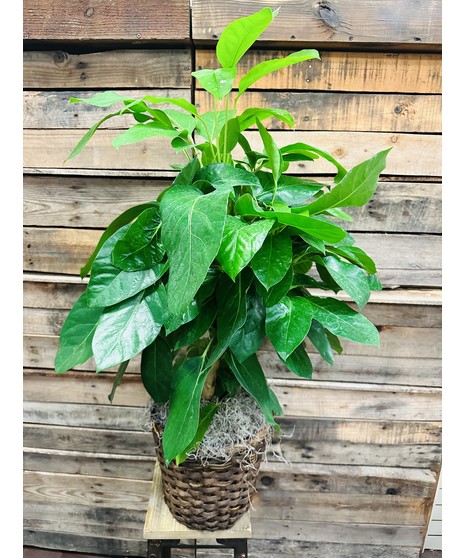 Sympathy Plants