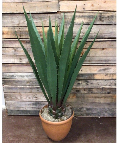 Agave Plant (Silk)