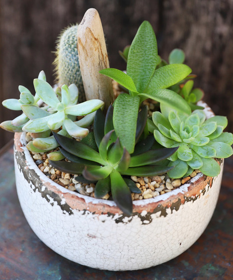 Succulent Garden