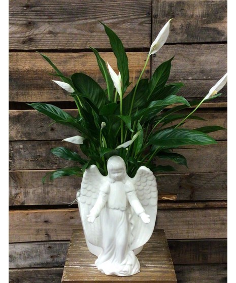 Angelic Peace Lily